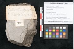 Foto (Objekt + Etikett) von Callistemophyllum melaleucaeforme Ettingshausen (NHMW-GEO-2024-0188-8037)